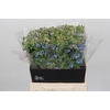 Oxypetalum Tweedia Blue