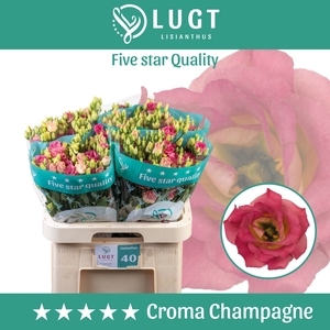 Lisianthus Croma Champagne