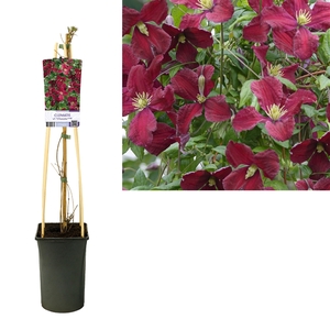 Clematis vit. 'Vitiwester'® PBR +light label