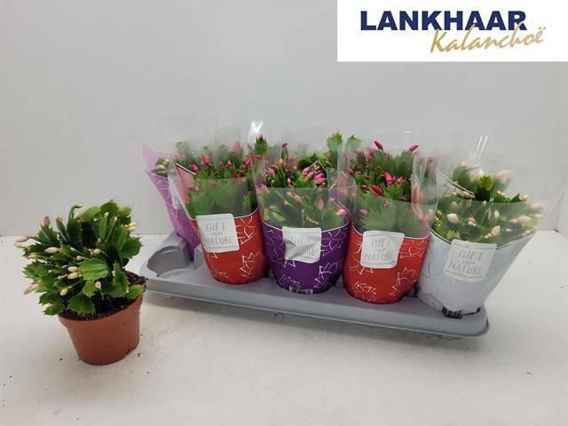 <h4>SCHLUMB FLAME GEM</h4>