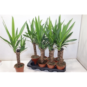Yucca