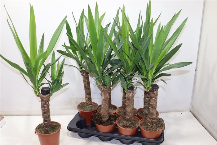 <h4>Yucca</h4>