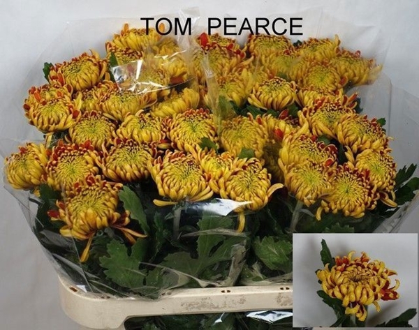 <h4>CHR G TOM PEARCE</h4>