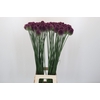 Allium Sphaerocephalon
