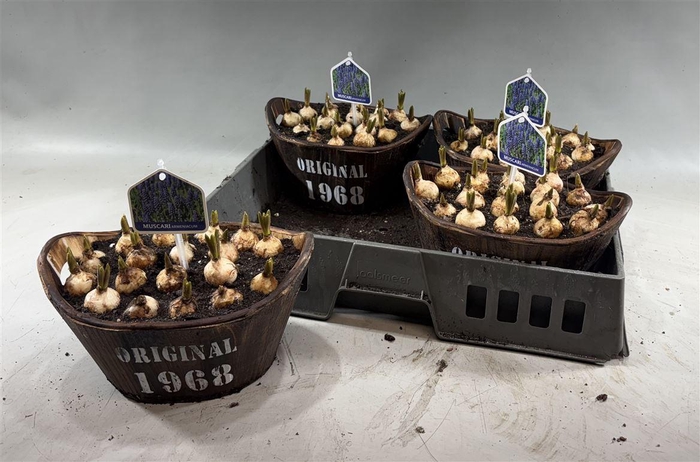 arr8 Arr Muscari In Houten Hengsel Bakje