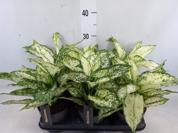 <h4>Aglaonema  'White Kiwi'</h4>