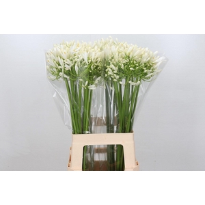 Agapanthus White Heaven