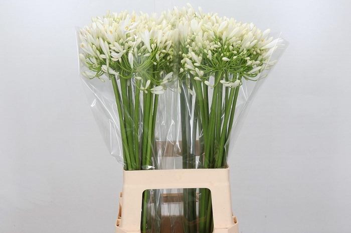 <h4>Agapanthus White Heaven</h4>