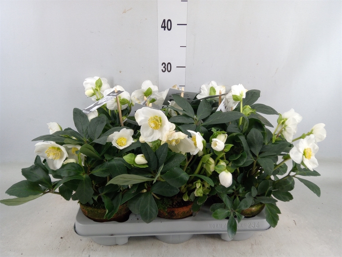 <h4>Helleborus niger 'Winterfeel Fleur'</h4>