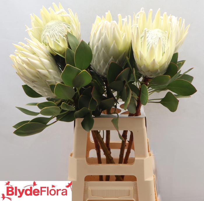 <h4>PROTEA CY LEI MOMI</h4>