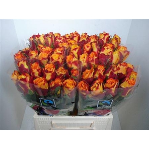 R Gr Silantoi@ (medium)