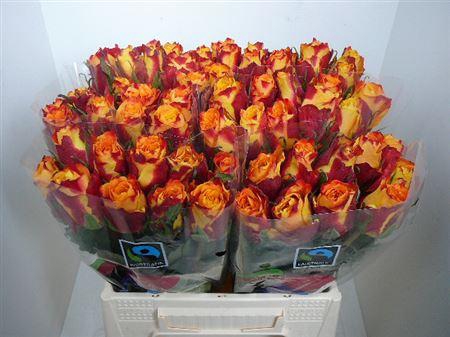 <h4>R Gr Silantoi@ (medium)</h4>