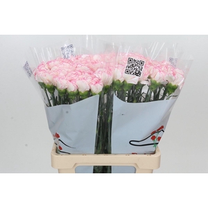 Dianthus St Tico Tico Pink