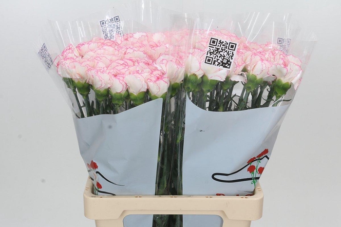 <h4>Dianthus St Tico Tico Pink</h4>