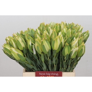 Leucadendron Procerum