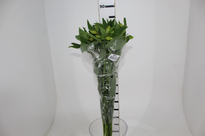 <h4>ALSTROEMERIA FLORIDA 080 CM</h4>