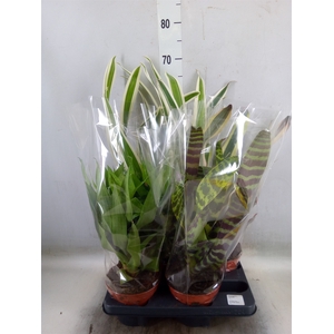 Bromelia   ...mix