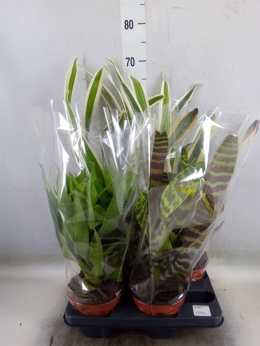 <h4>Bromelia   ...mix</h4>