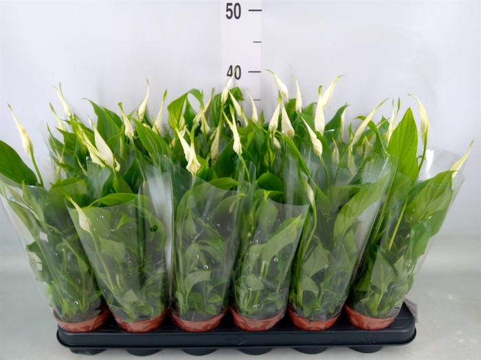 <h4>Spathiphyllum  'Chopin'</h4>