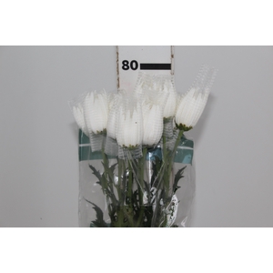 ANASTASIA HERRERA 080 CM BRANCO