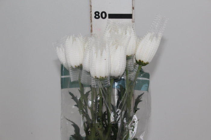 <h4>ANASTASIA HERRERA 080 CM BRANCO</h4>