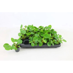PILEA PEPEROMIOIDES