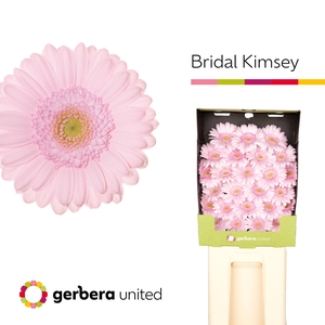 Germini Bridal Kimsey Diamond