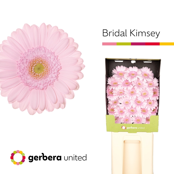 <h4>Germini Bridal Kimsey Diamond</h4>