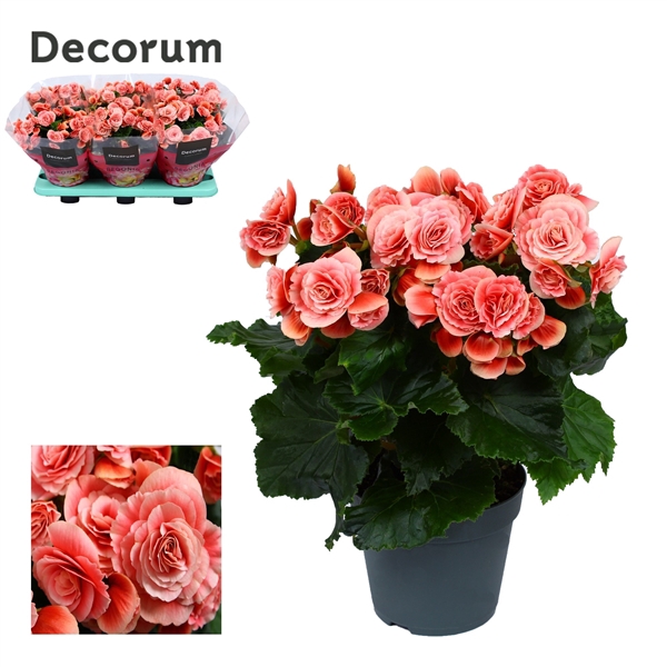 <h4>Begonia Borias</h4>