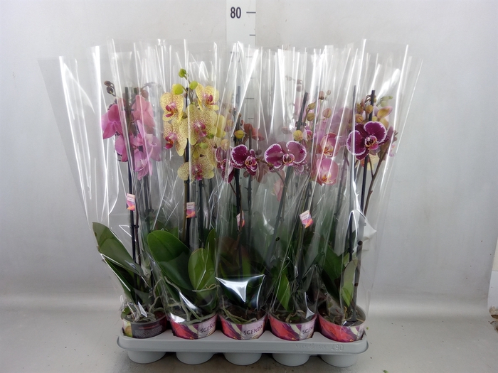 <h4>Phalaenopsis   ...mix</h4>