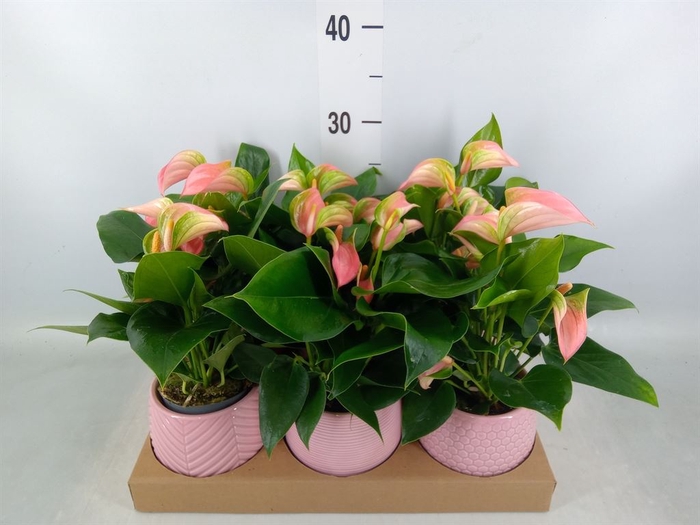 <h4>Anthurium   ...mix</h4>