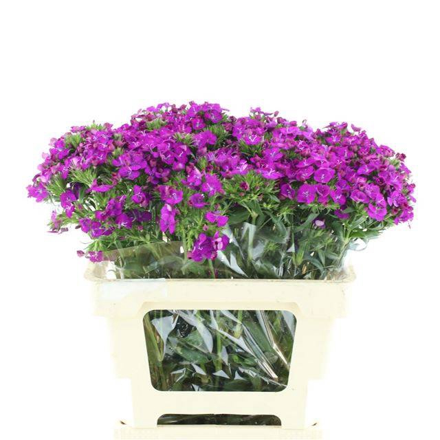 <h4>DI BARB AM NEON PURP</h4>