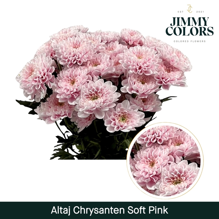 <h4>Chr T Altaj Soft pink</h4>