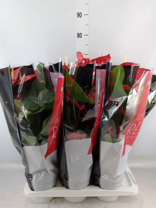 <h4>Anthurium andr. 'Oklahoma'</h4>