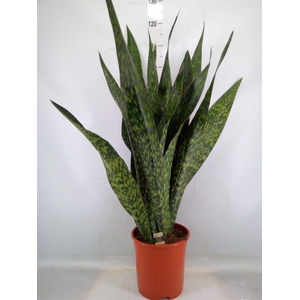 Sansevieria trifa.   ...