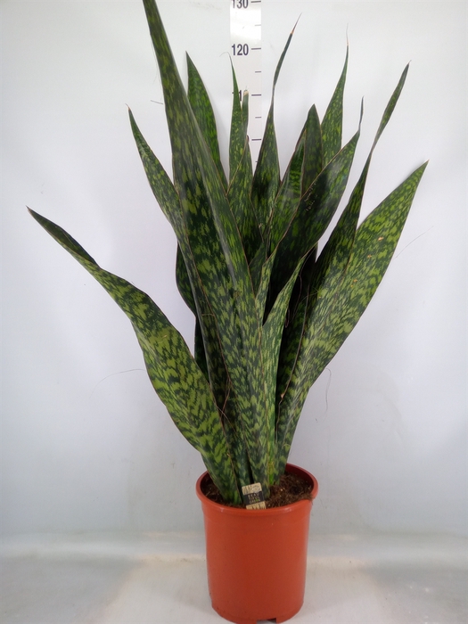 <h4>Sansevieria trifa.   ...</h4>