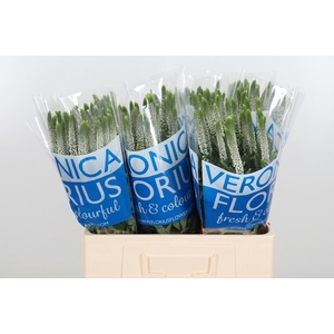 Veron Smart Luna Wit