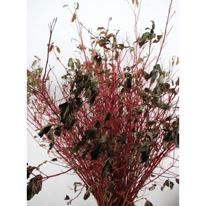 CORNUS ALBA SIBIRICA VERTAKT 180CM