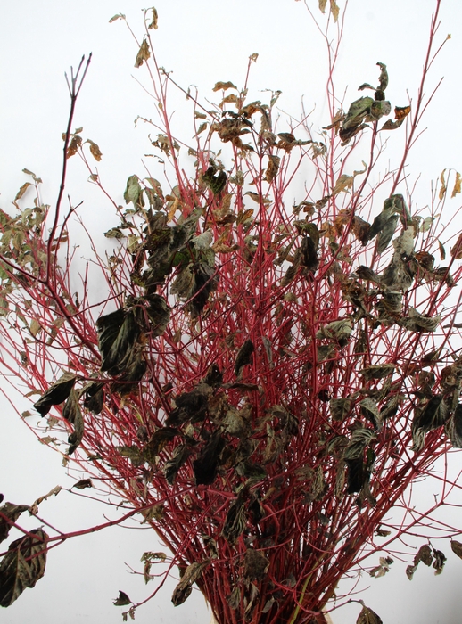 <h4>CORNUS ALBA SIBIRICA VERTAKT 180CM</h4>