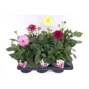 Dahlia Pompon Beach mix