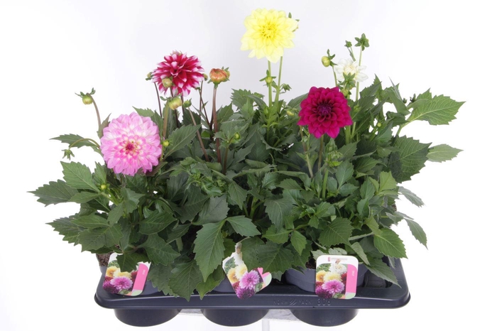 <h4>Dahlia Pompon Beach mix</h4>