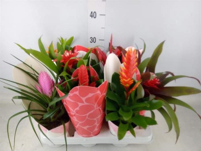 <h4>Bromelia   ...mix</h4>