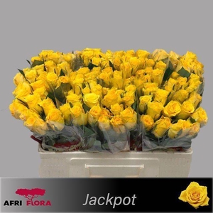 R Gr Jackpot+