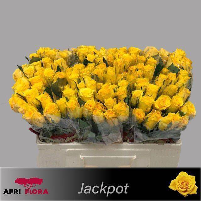 R Gr Jackpot+