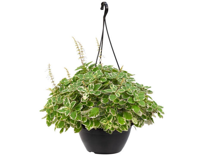 PLECTRANTHUS COLEOIDES C21