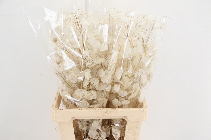 <h4>DF Lunaria Silverleaf per stem 70cm</h4>