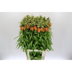 Fritillaria imper. 'Orange Sweet'