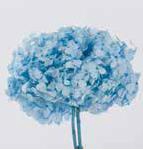 <h4>Hydrangea / Hortensia Azul Pastel HRT/0630</h4>