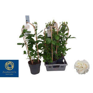 ROSA FL CHRYS SELECT