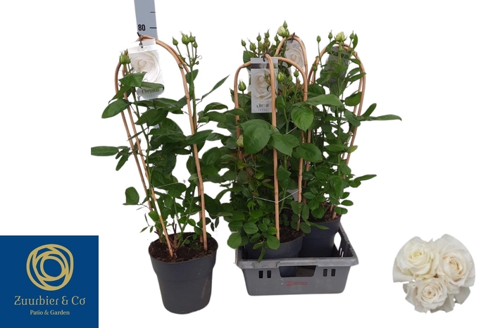 <h4>ROSA FL CHRYS SELECT</h4>